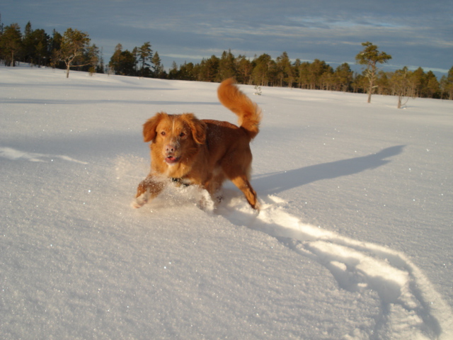 Emil basker i snen